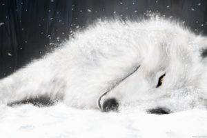 fantasy, Original, Art, Artistic, Artwork, Wolf, Wolves