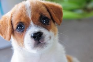 dog, Puppy, Portrait, Snout, Baby