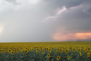 ata, Sot, Bulgaria, Sunflowers, Summer, Rai