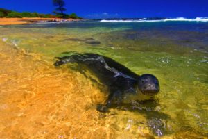 animal, Cute, Summer, Beauty, Beautiful, Sea, Nature, Ocean, Beach