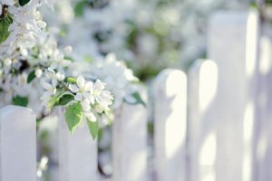 flower, White, Summer, Beauty, Beautiful, Tree, Nature