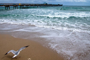 bridge, Seagull, Ocean, Coast, Sea, Beach, Beaches, Pier, Dock