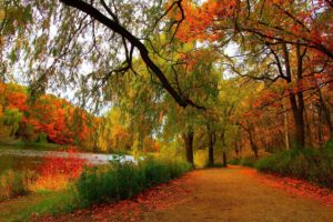 autumn, Fall, Tree, Forest, Landscape, Nature, Leaves