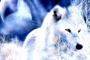 winter, Snow, Landscape, Nature, Wolf, Wolves