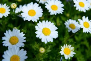 daisies, Flowers, Summer