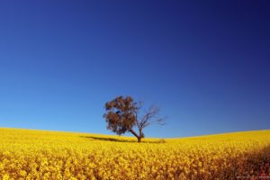 trees, Fields, Summer, Yellow, Flowers, Blue, Skies