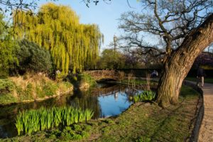 england, Parks, Rivers, London, Trunk, Tree, Trees, Nature