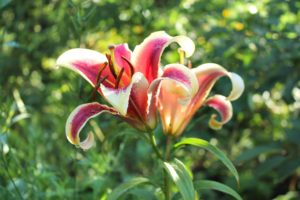 lily, Lilies, Flowers, Morning, Garden, Summer