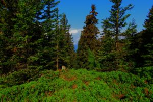 lps, Austria, Earth, Forest, Grass, Green, Mountain, Nature