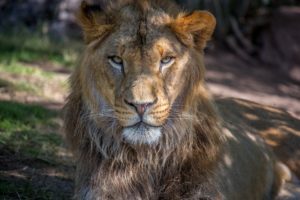 africa, Animals, Hd, Lion, Mane, Muzzle, Photo, Wild