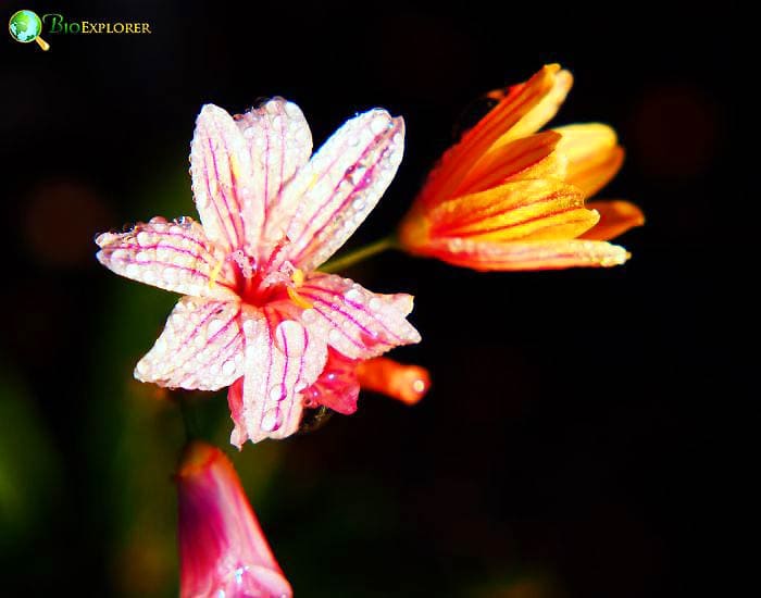 Lewisia Lewisia Cotyledo