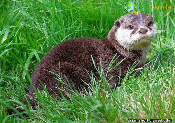 Asian Short-Clawed Otter