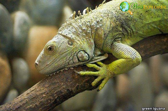 Green Iguana