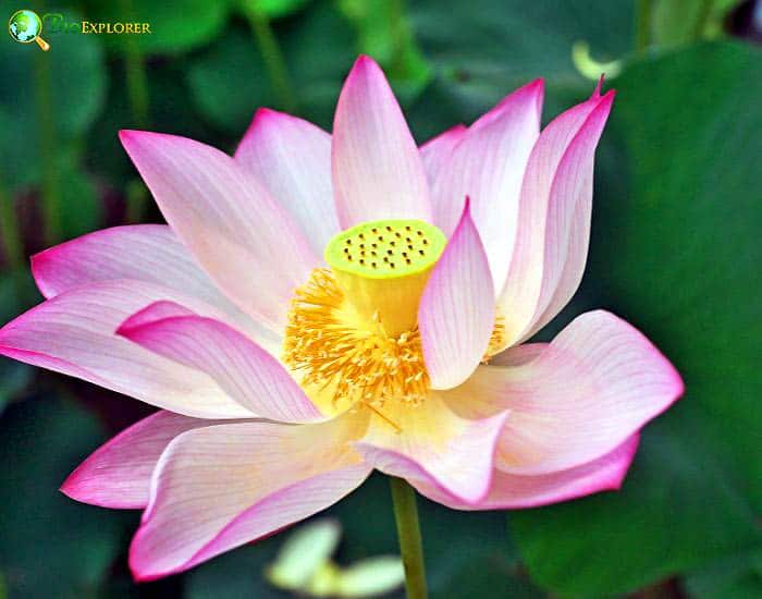 Lotus Nelumbo Nucifera