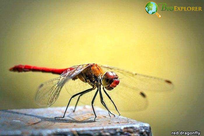 Red Dragonfly