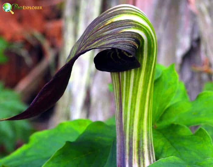 Jack In The Pulpit Arisa