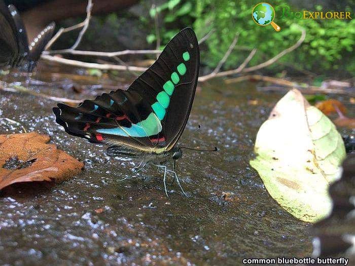 Common Bluebottle Butterfly