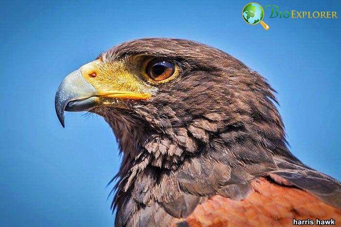 Harris Hawk