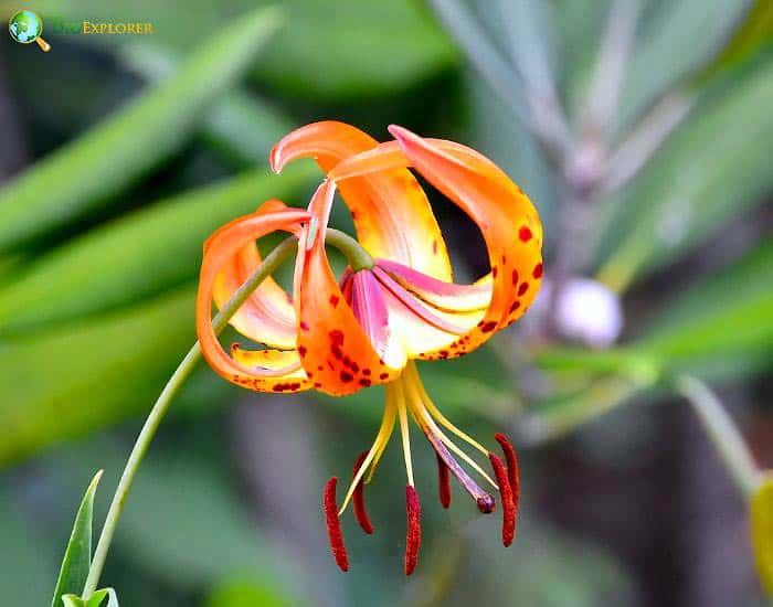 Turks Cap Lily Lilium Su