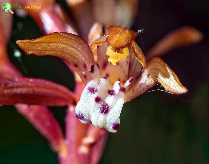 Coral Root Orchid Corall