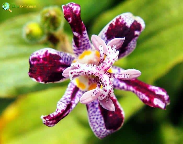 Toad Lily Tricyrtis Hirt