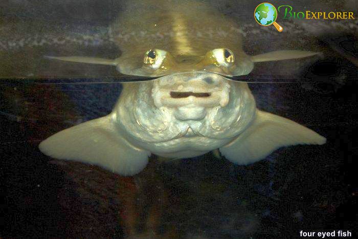 Four-Eyed Fish