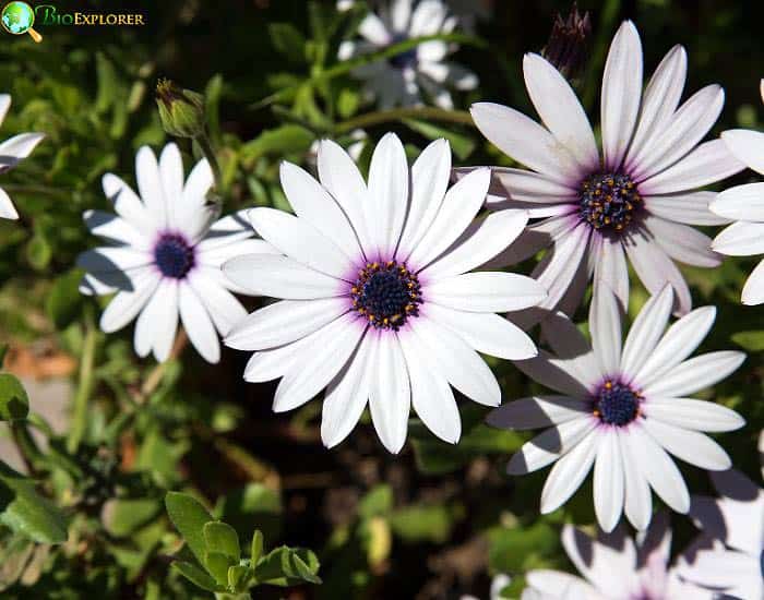 African Daisy Osteospermu