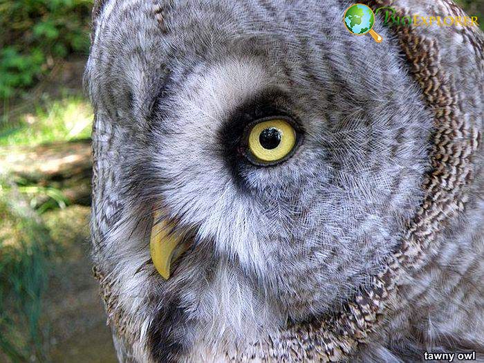 Tawny Owl