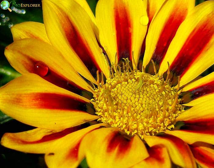 Gazania Gazania Rigens