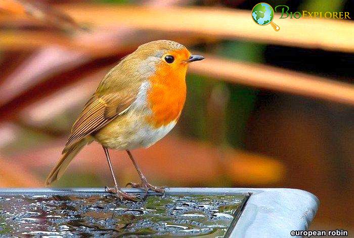 European Robin