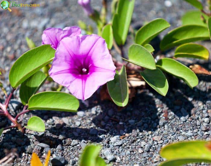 Beach Morning Glory Ipomo