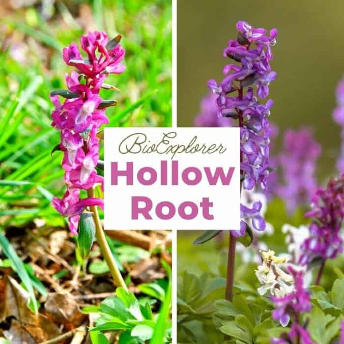 Hollowroot