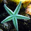 Echinoderms