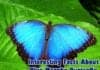 Facts about blue morpho butterfly