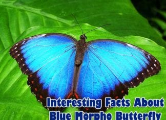 Facts about blue morpho butterfly