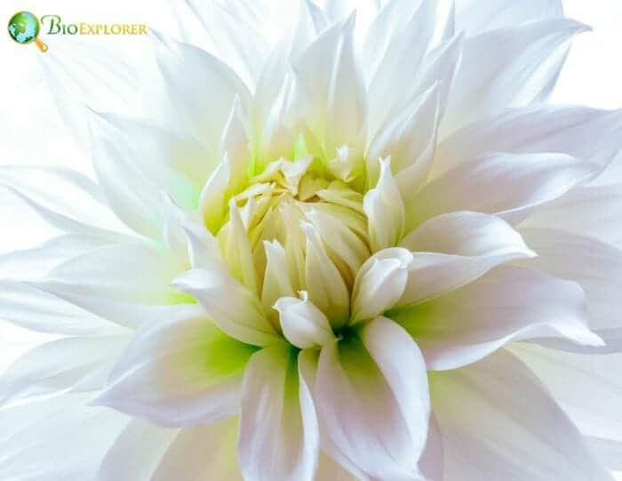 Non-Fragrant Flower (White Dahlia)