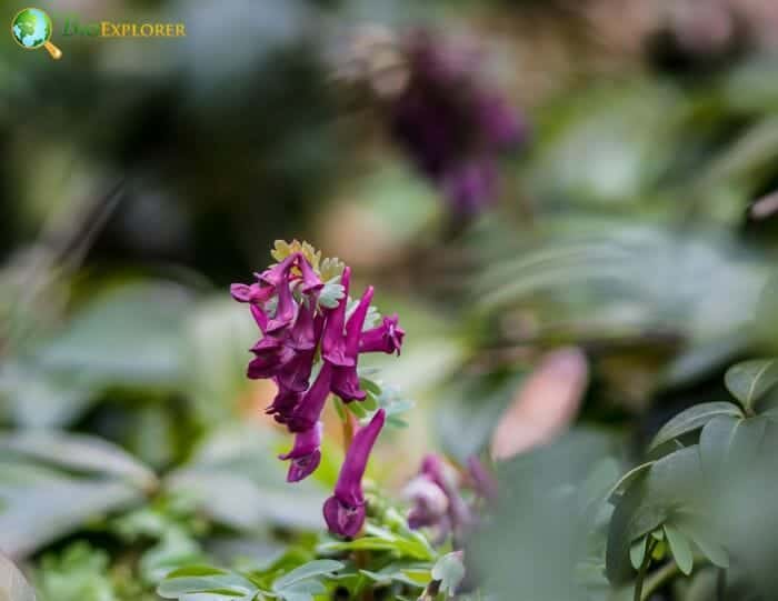 Pink Hollowroot Flowers