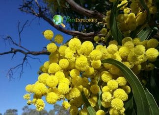 Acacia Flowers