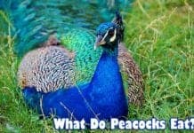 What do peacocks eat?