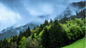 Mist drifts over the treetops on a wooded hillside.