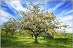 Blühende Obstbäume 