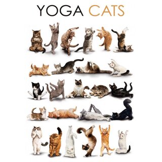 Schild Spruch "Yoga Cats" Katzen 20 x 30 cm