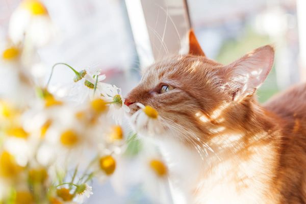 Giftige und ungiftige Pflanzen für Katzen - Eine Übersicht mit Bildern