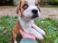 Abgabebereit! Mini Australian Shepherd x Französische Bulldogge Welpen