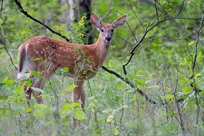 Tiere des Waldes