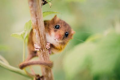 Tiere der Hecke