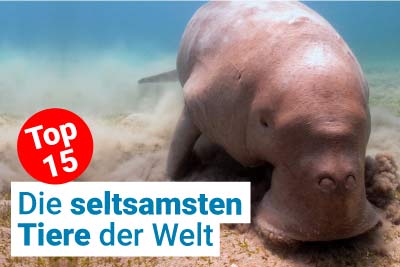 Die seltsamsten Tiere