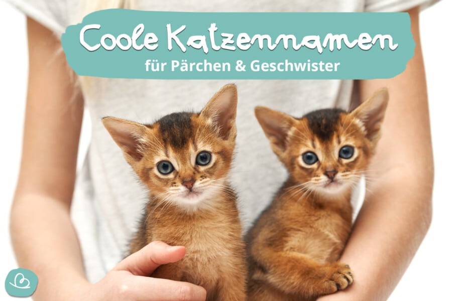 coole Katzennamen für Paare und Geschwister