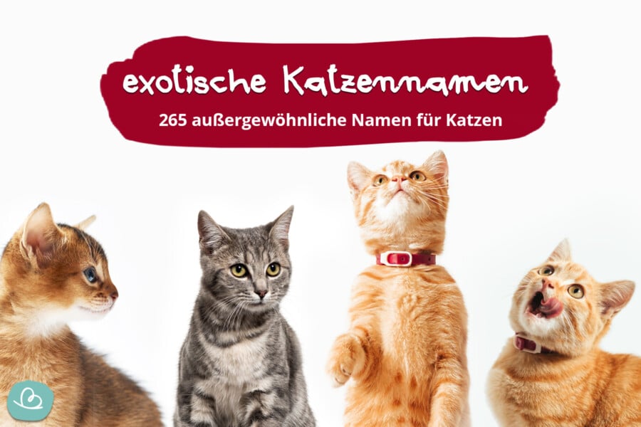 exotische und außergewöhnliche Katzennamen