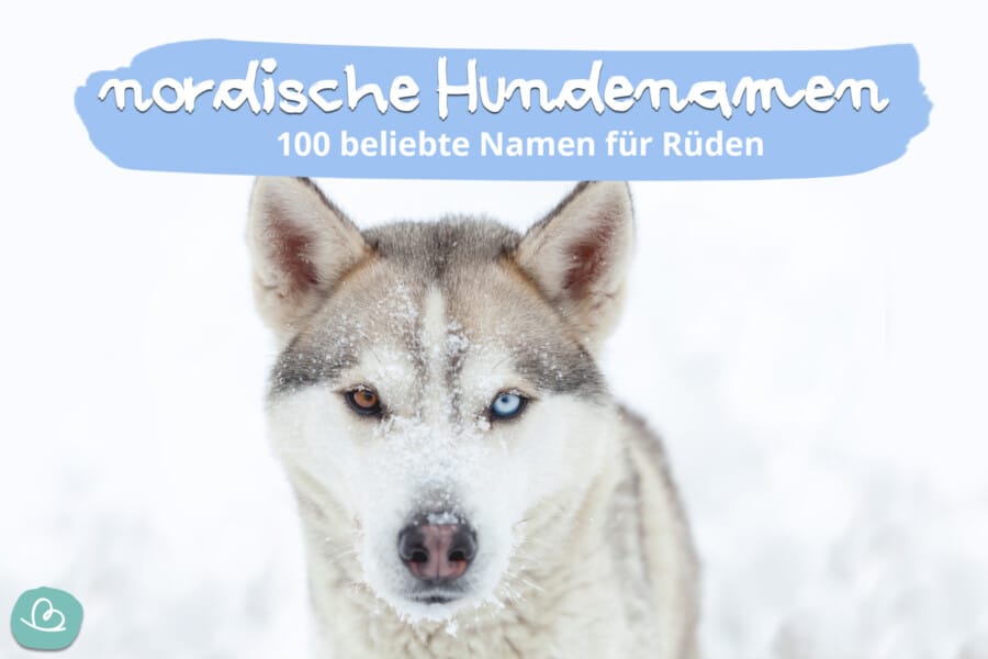 Nordische Hundenamen für Rüden